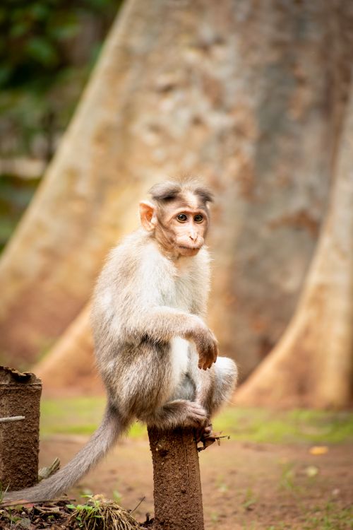 Free A curious monkey poses in the forest with a natural backdrop. Stock Photo