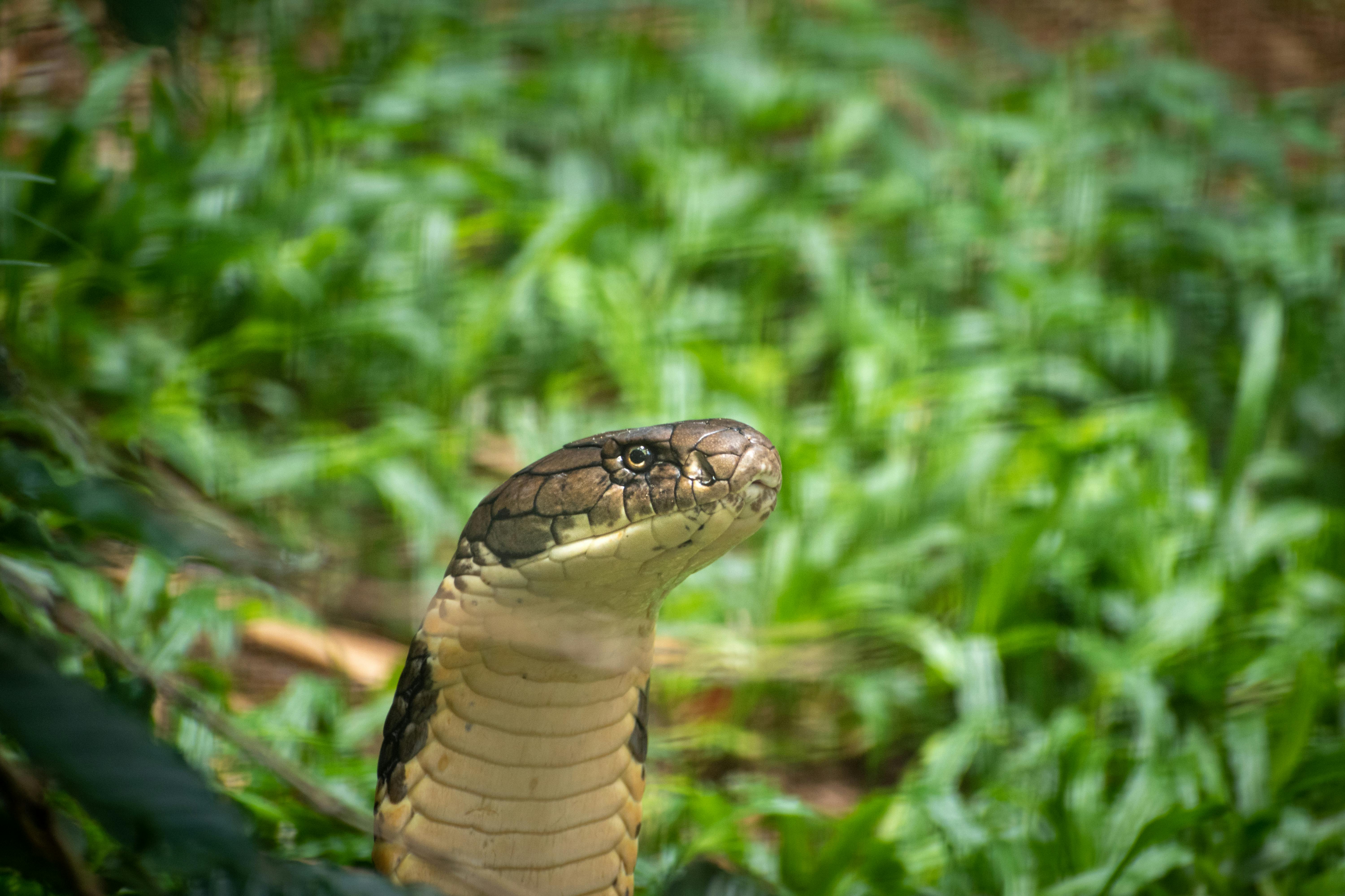 King Cobra