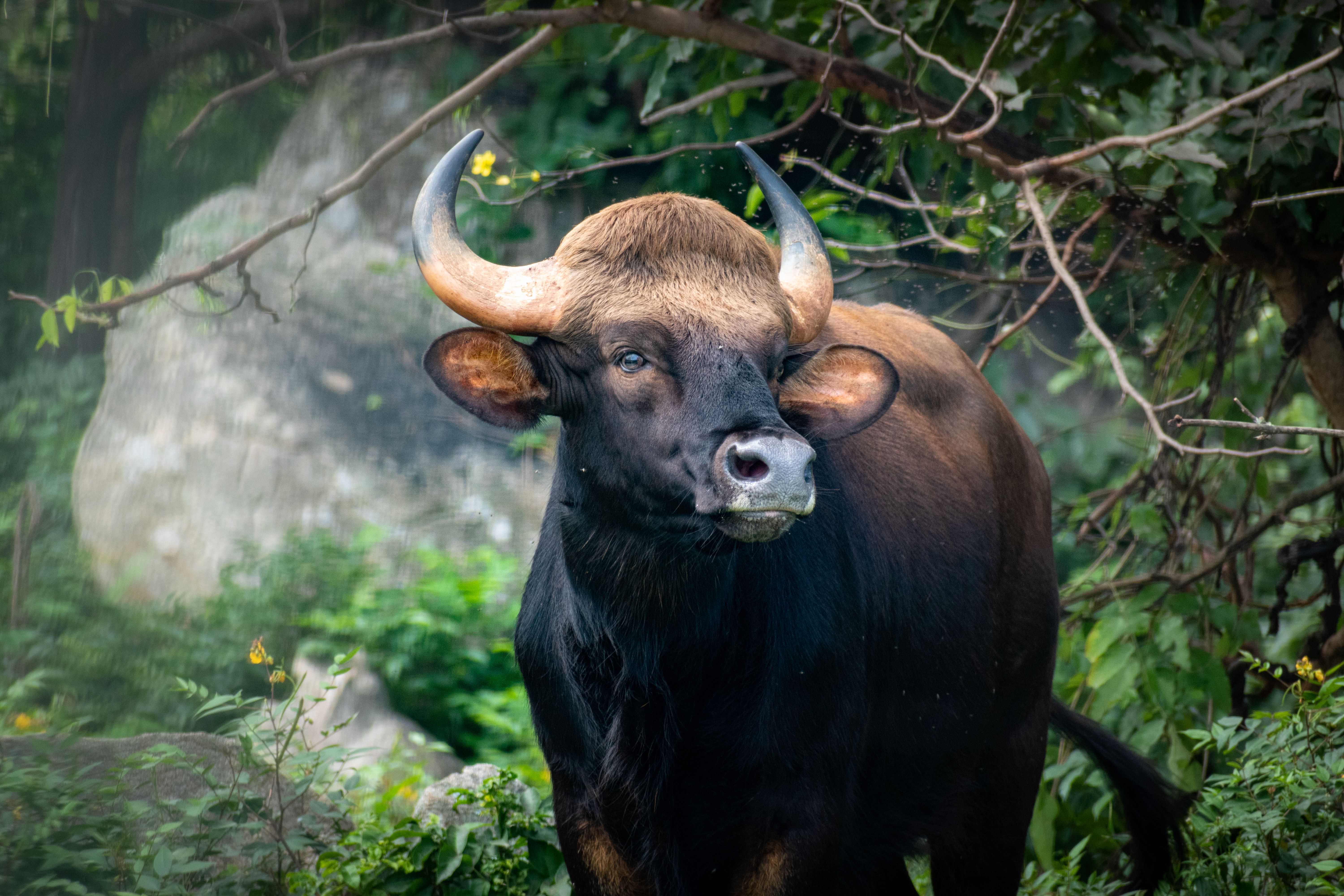Indian gaur in the jungle showcasing strength and beauty. Perfect capture of wildlife in nature.