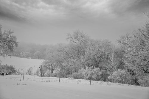 Free A serene winter scene featuring snow-covered trees under a cloudy sky. Stock Photo