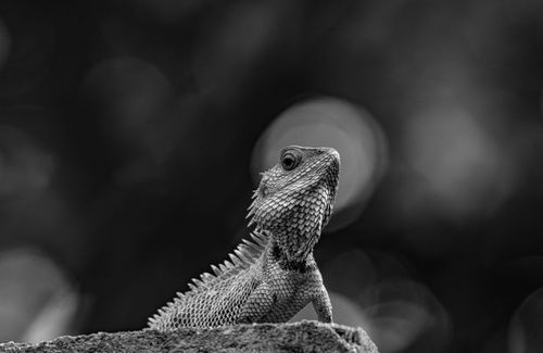 Free Black and white close-up photograph of a lizard with focus on texture and details. Stock Photo