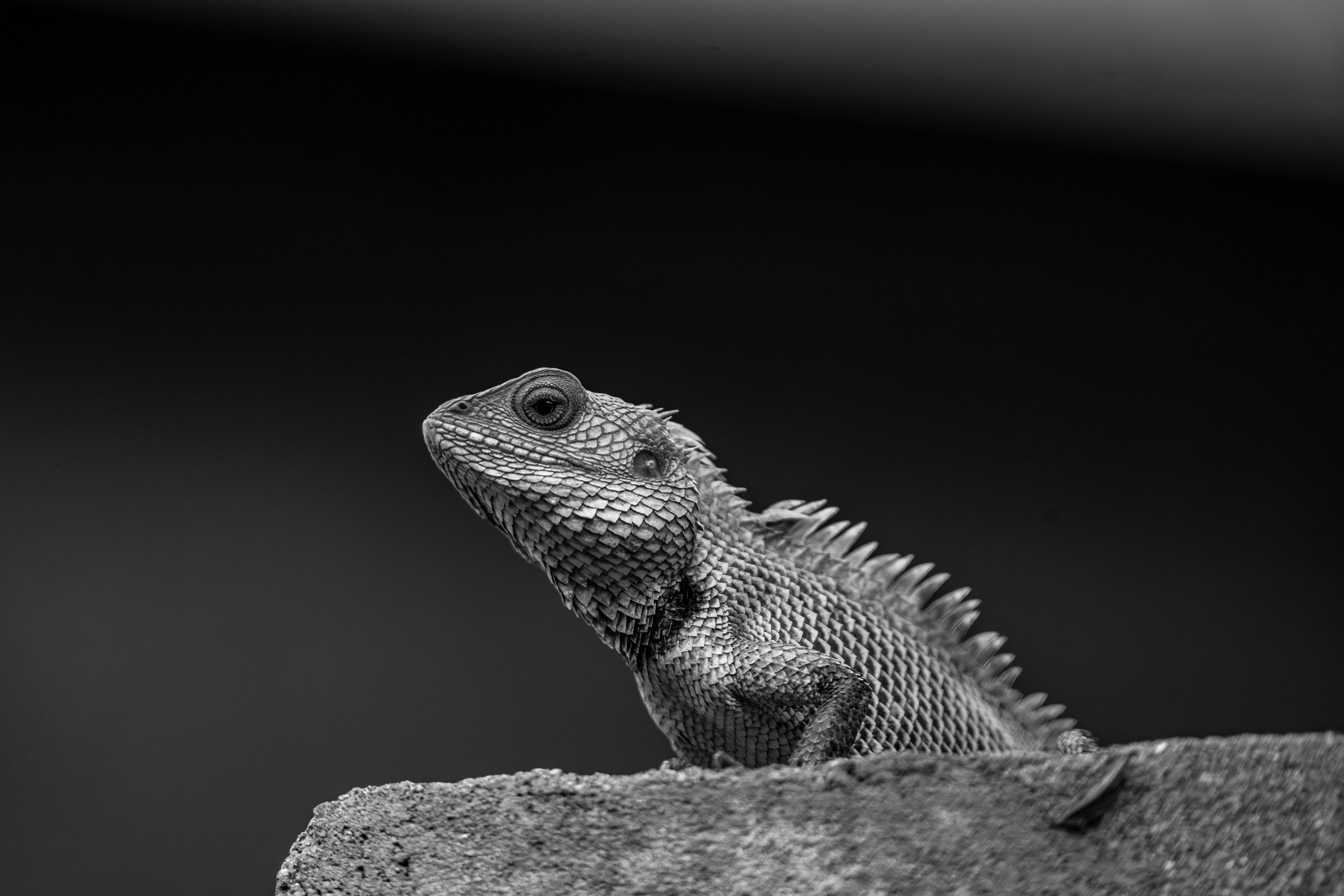 grátis Um impressionante retrato em preto e branco de um lagarto empoleirado em uma rocha com um fundo desfocado. Foto profissional