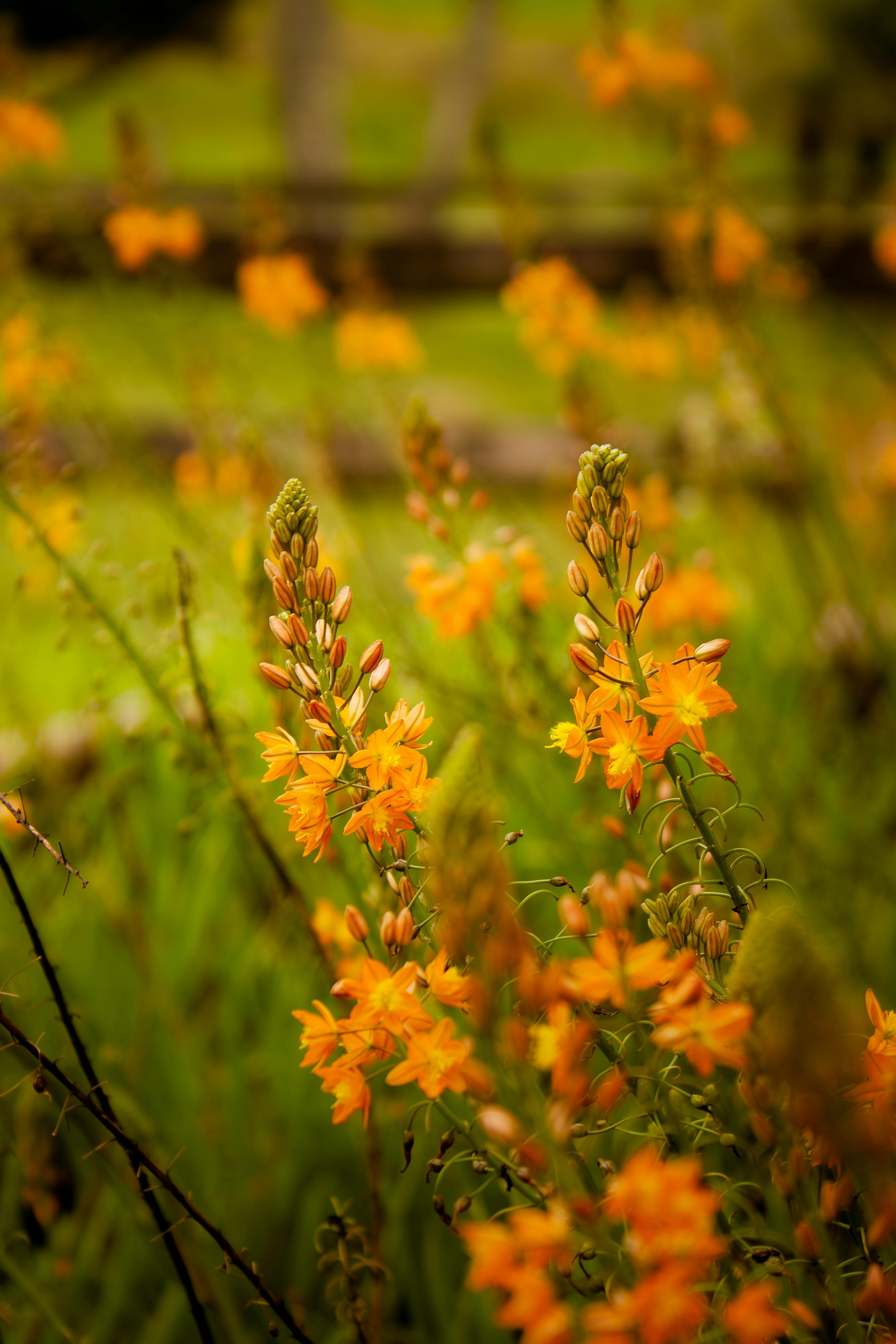 [ColoSach]-bright-orange-flowers-blooming-amid-lush-green-grass,-creating-a-vibrant-summer-scene.