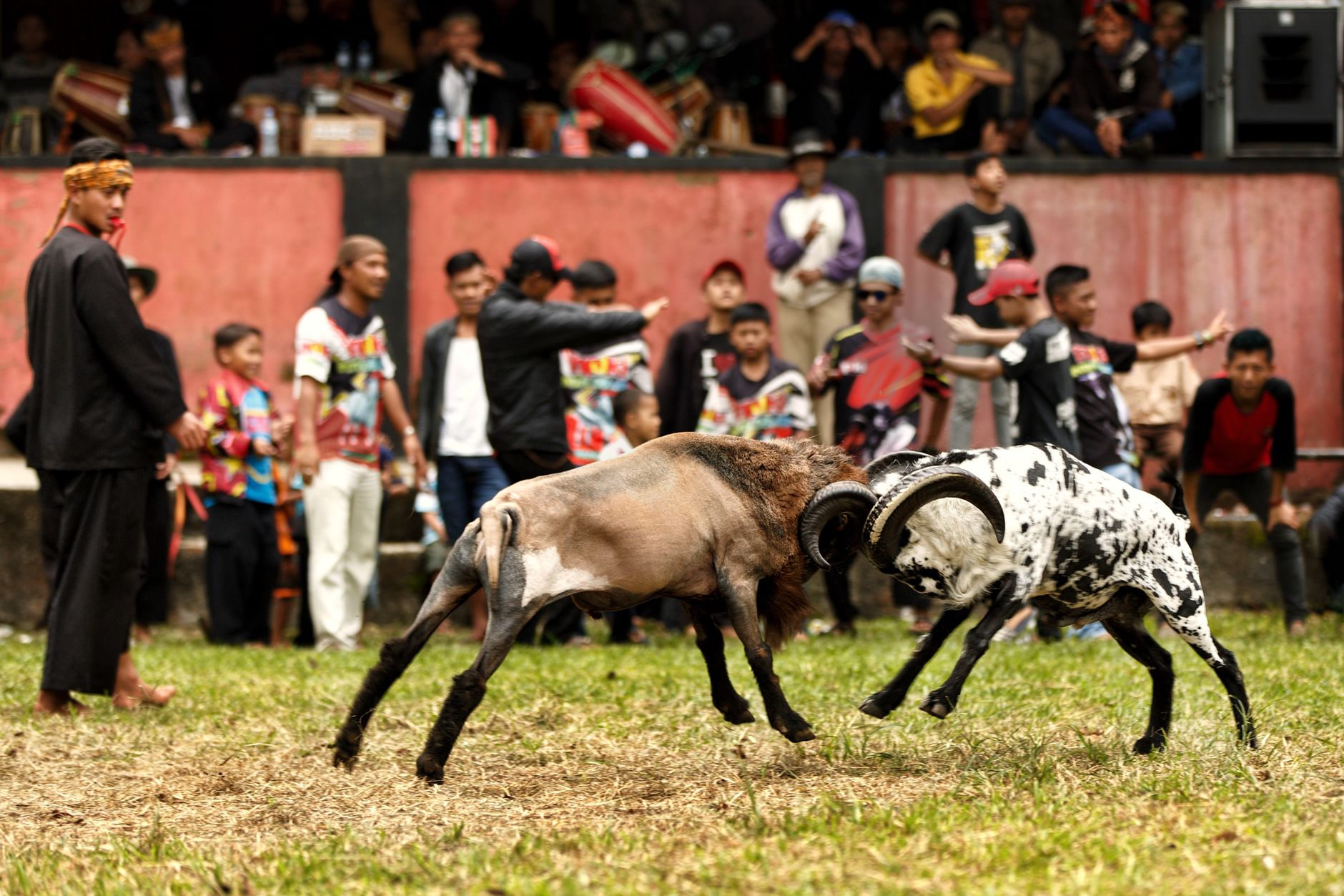 Vibrant scene of a traditional ram fight with spectators in rural setting.