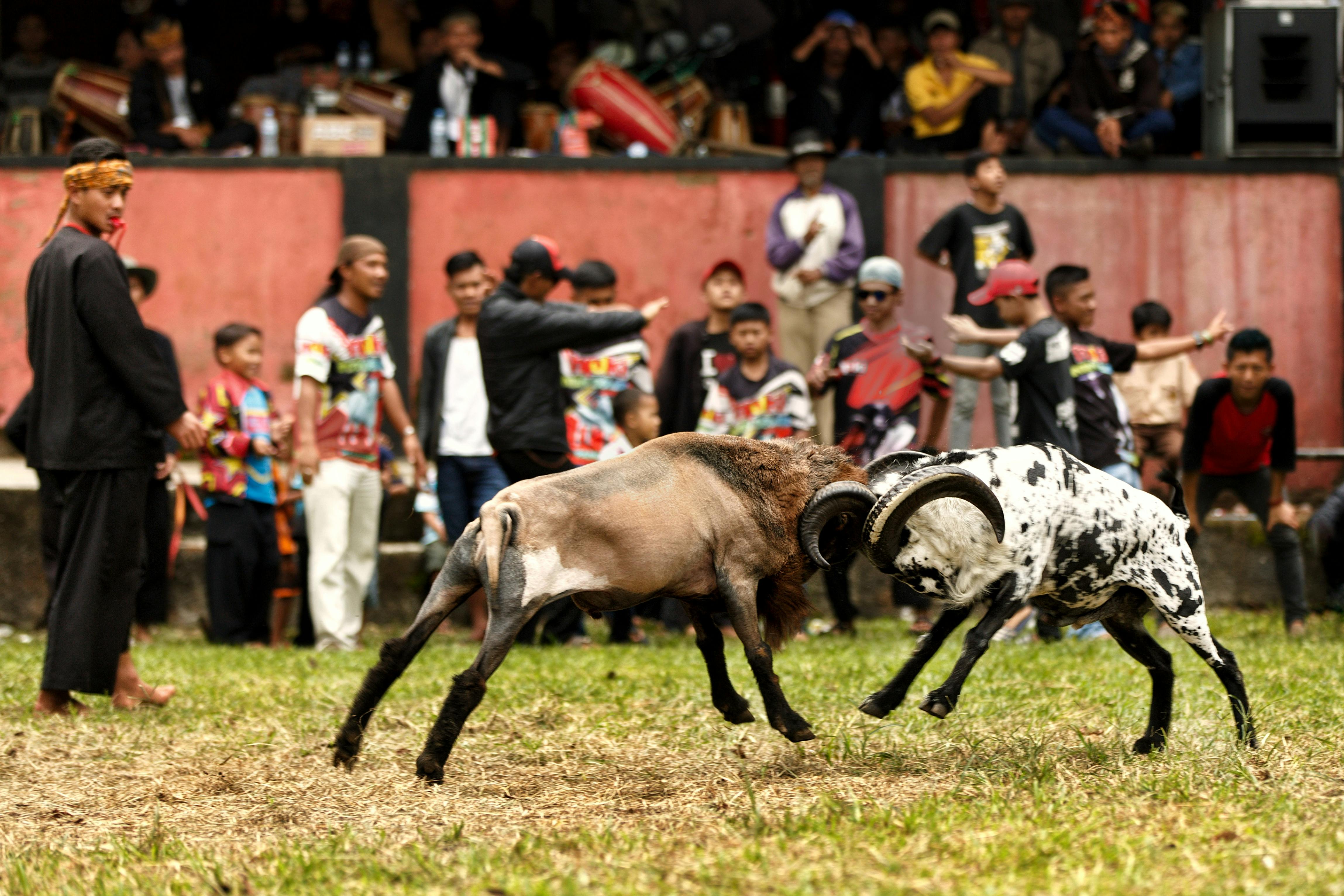 Gratuit Scène animée d'un combat de béliers traditionnel avec des spectateurs en milieu rural. Photos