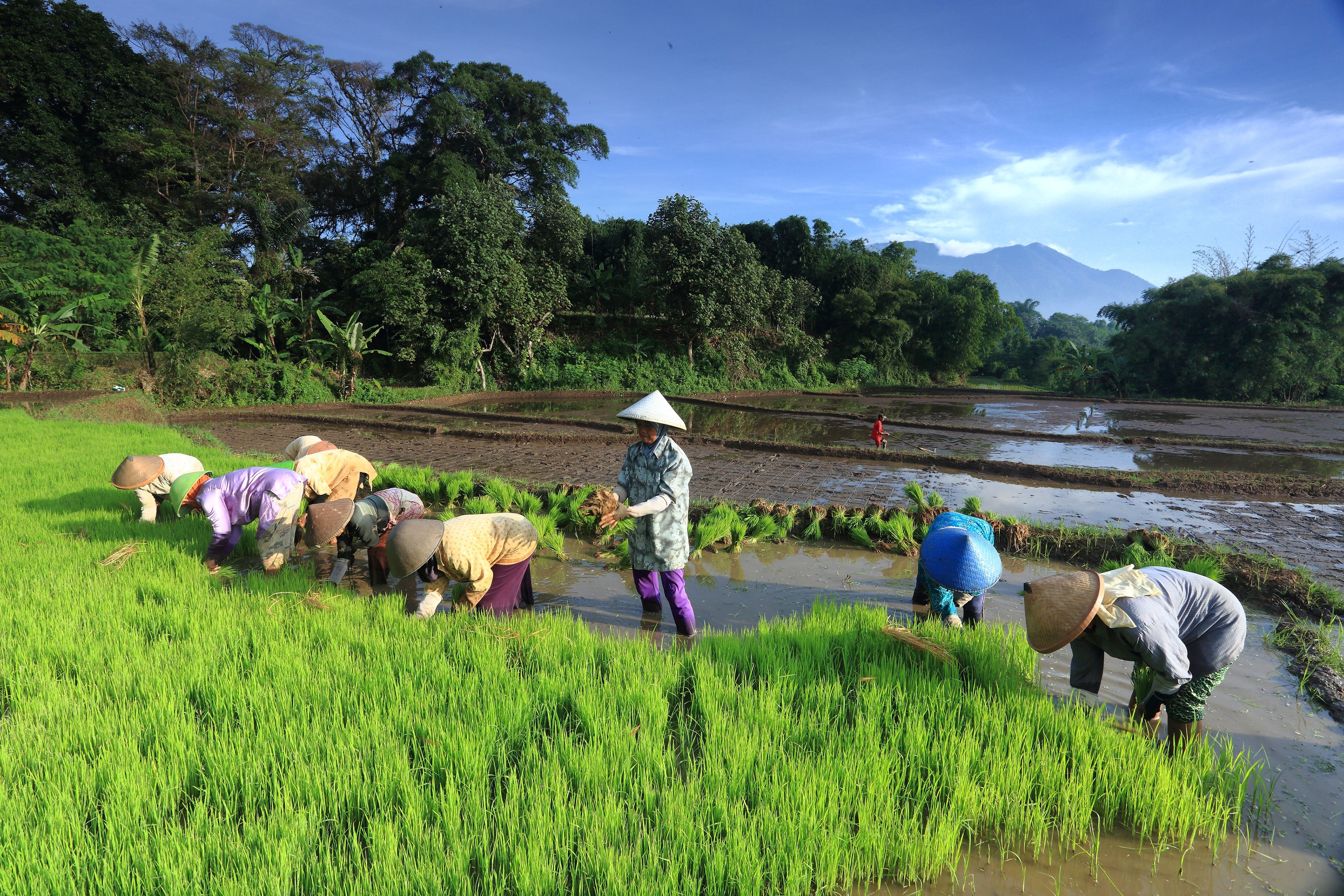 Farmers Planting Rice in Lush Garut Fields · Free Stock Photo