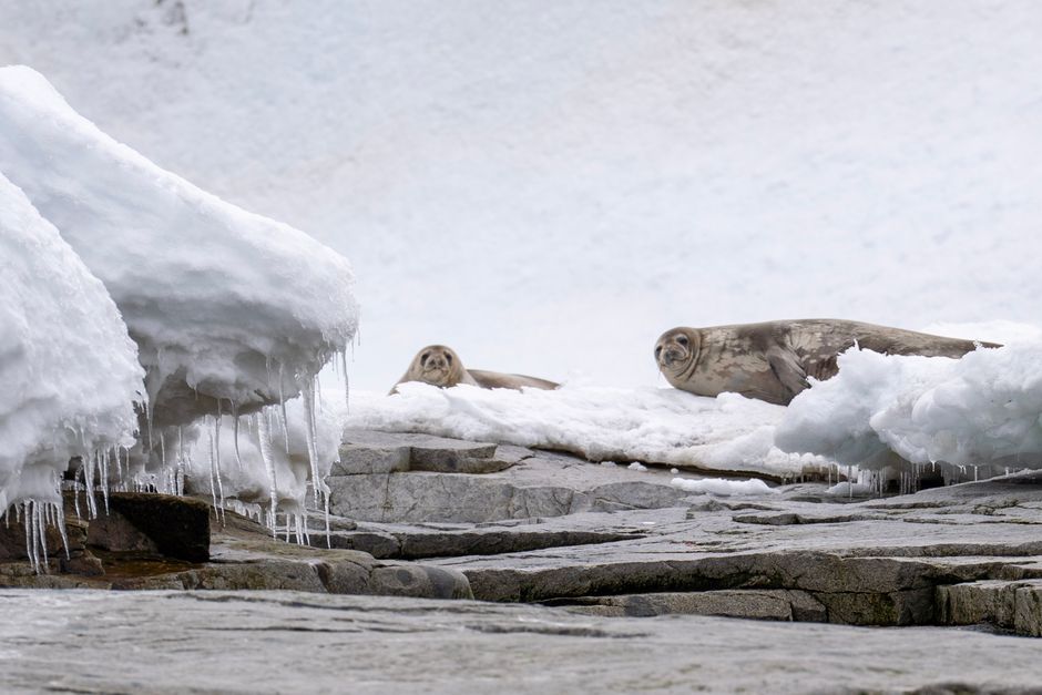 Rock And Ice, Or Abiotic Land Zones Of Antarctica illustration 5