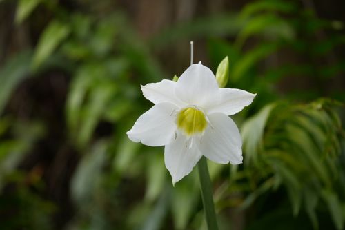 Free Close-up of a white lily flower surrounded by lush greenery. Ideal for nature themes. Stock Photo