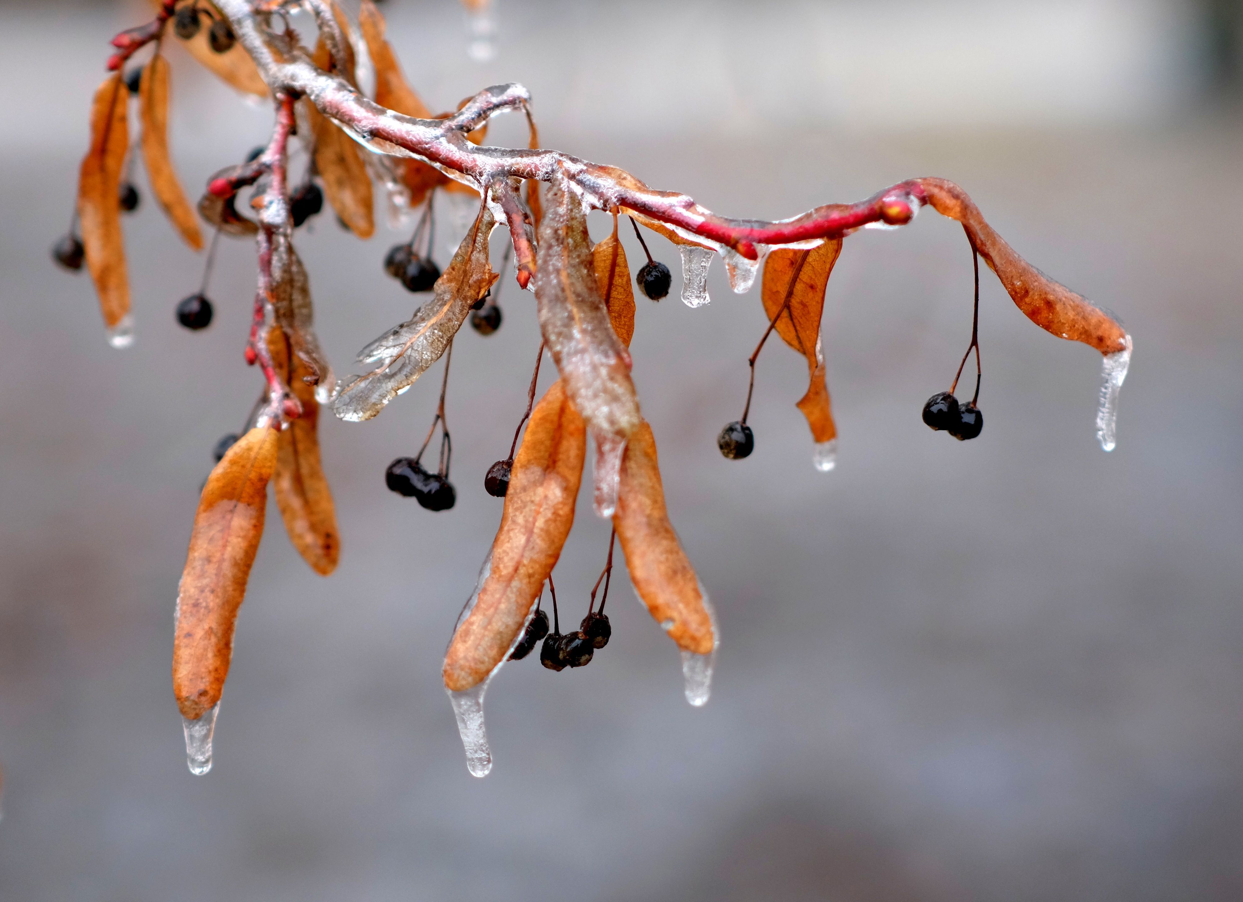 Close-up of autumn leaves and berries encased in ice, capturing the beauty of transition into winter.