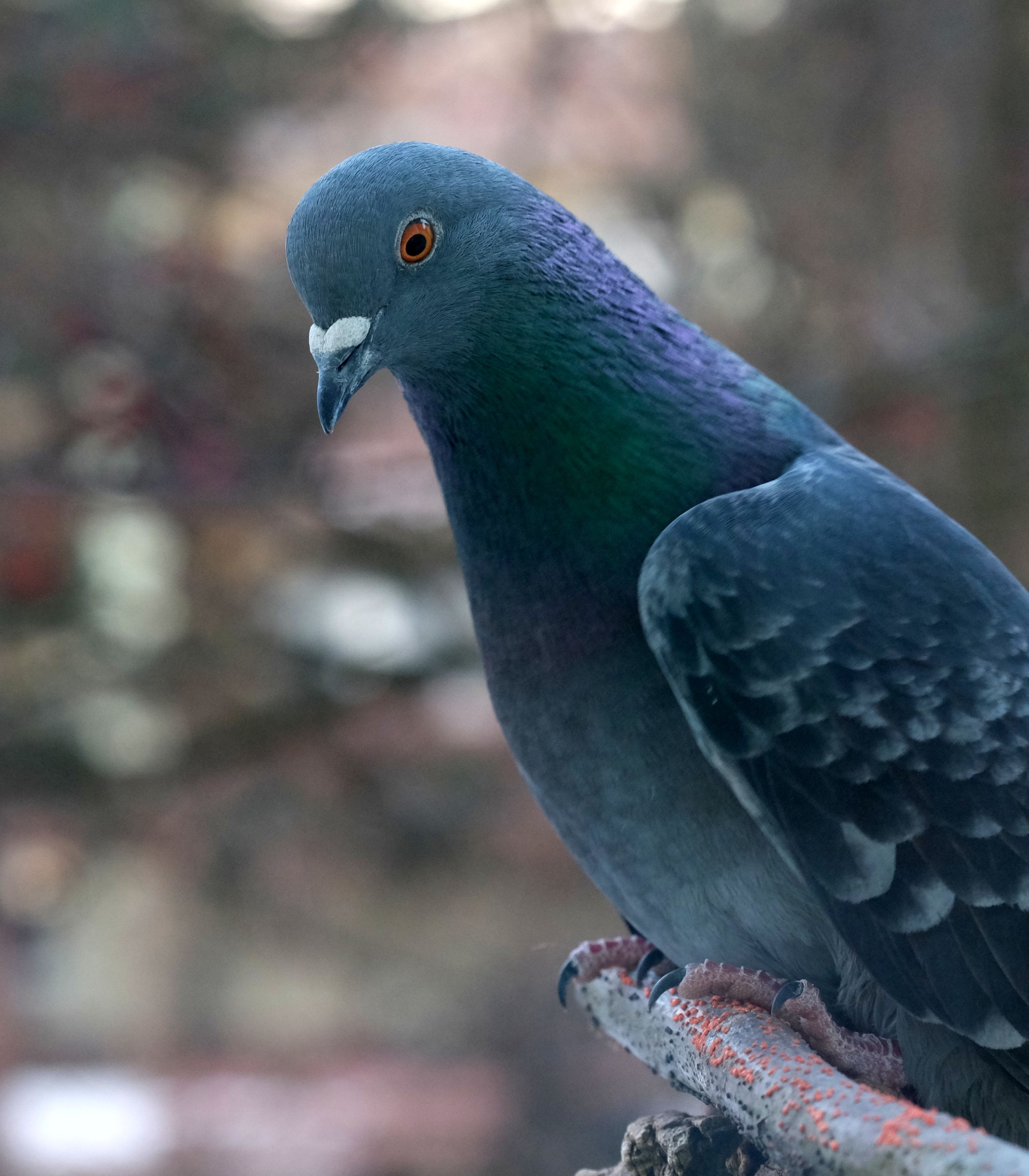 Close-up of a Pigeon with Iridescent Feathers · Free Stock Photo