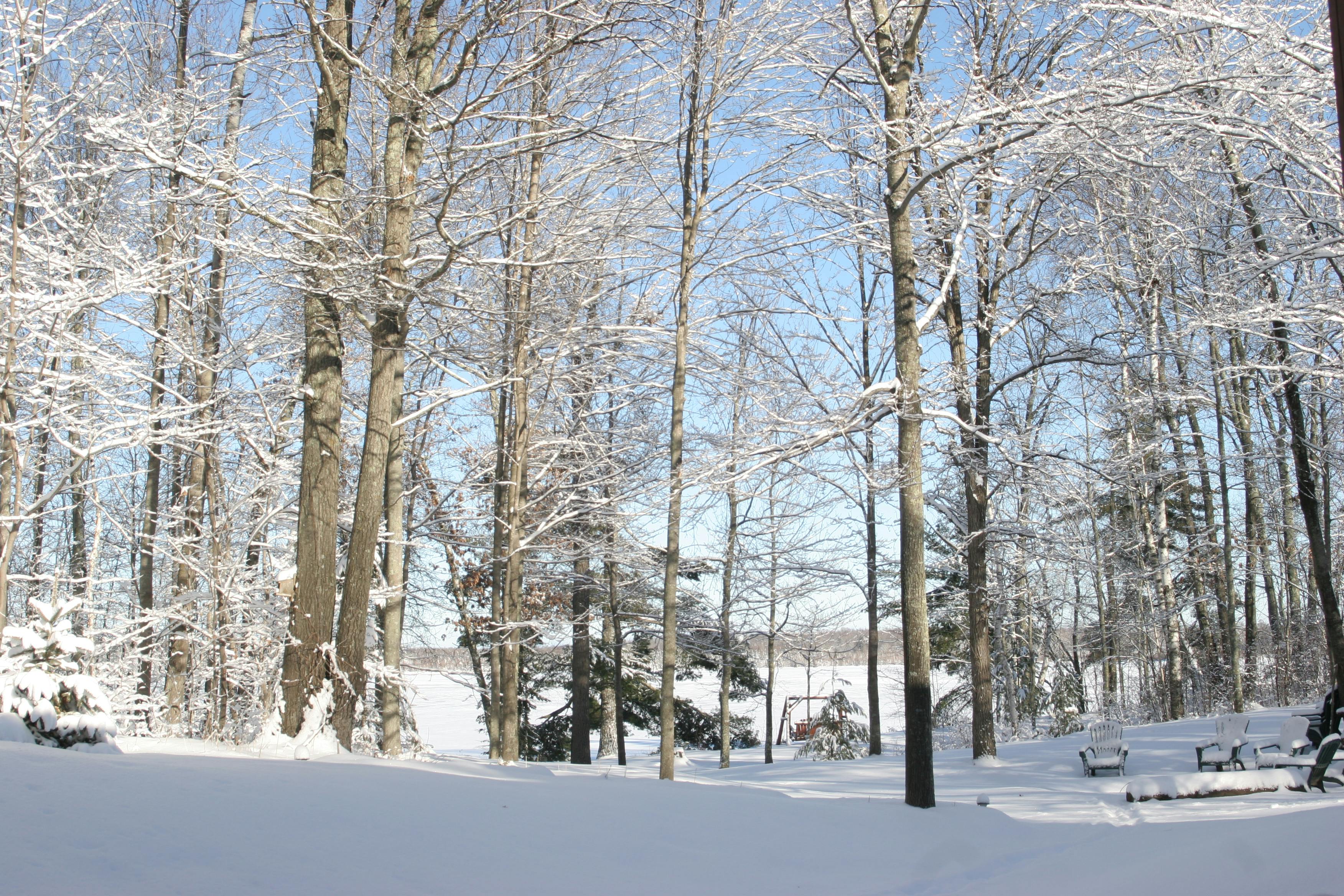 Free stock photo of Fresh Snowfall, Minnesota Winter, Winter Lake through the Trees