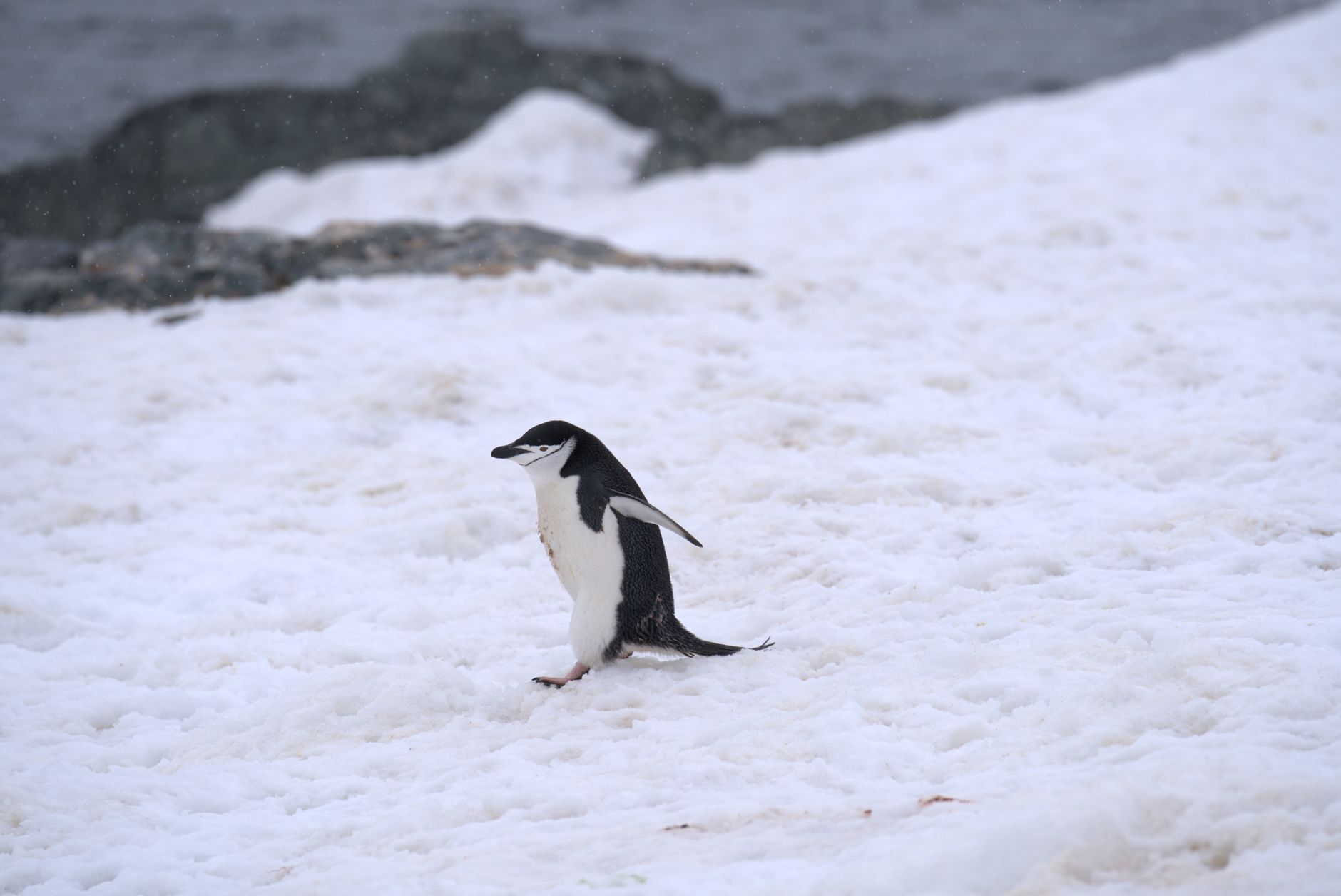 Antarctica, Antarctica