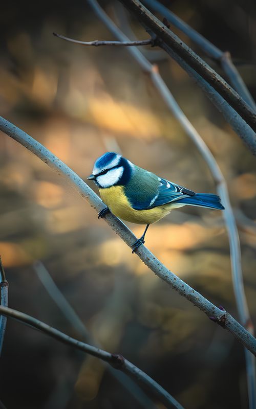 Free Eurasian Blue Tit perched on a branch with blurred forest background. Stock Photo