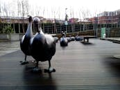 爱丁堡公园的木台上有一组青铜鸭雕塑