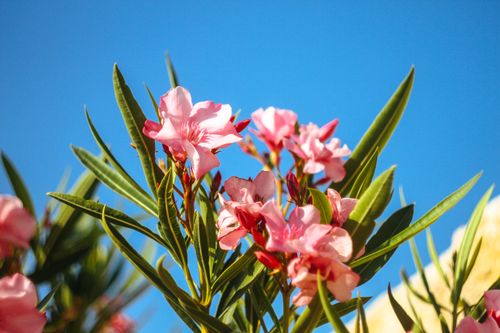 Free Pink oleander flowers bloom vibrantly under a clear blue sky in Novalja, Croatia. Stock Photo
