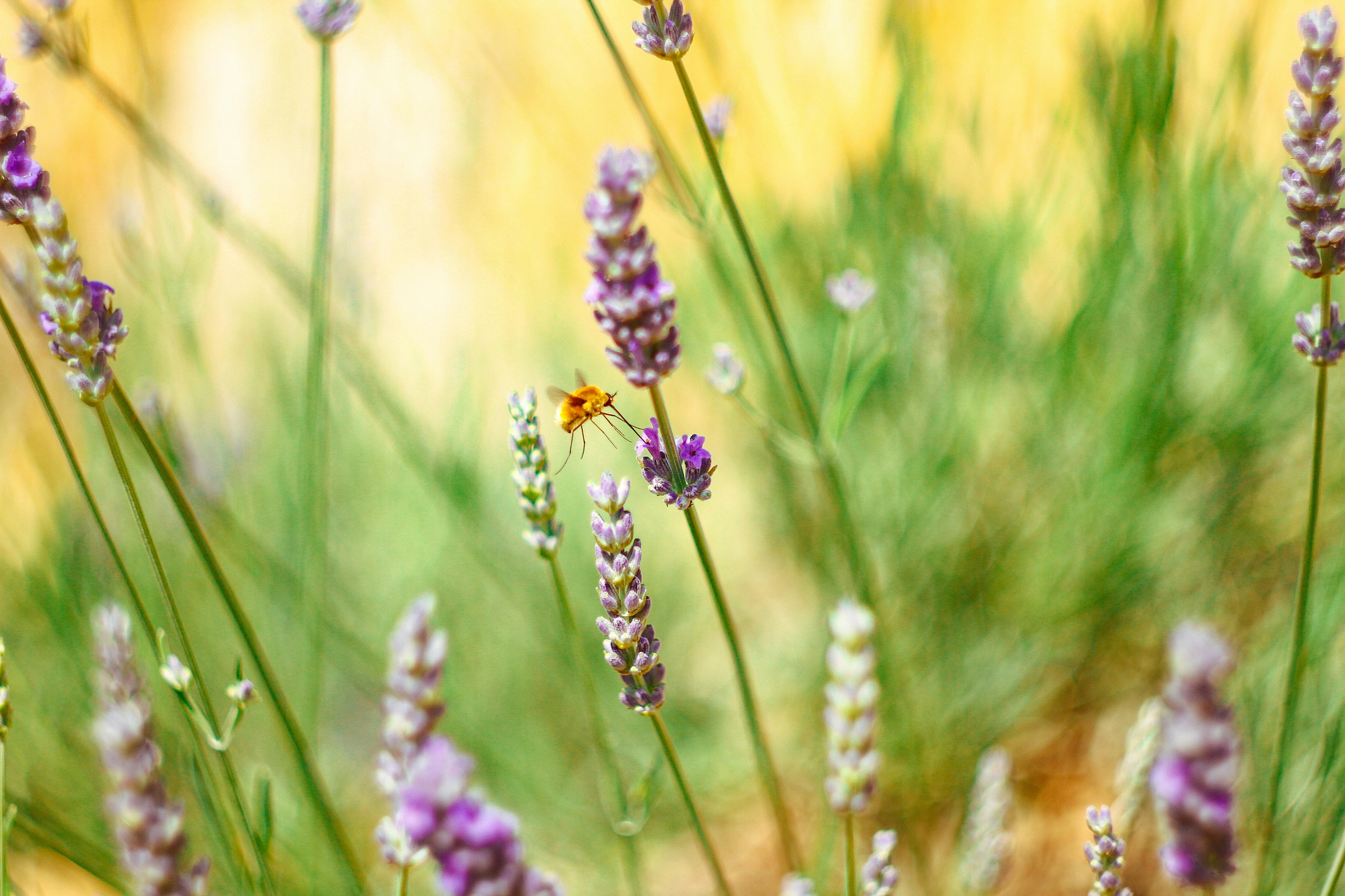 A detailed view of lavender flowers with a hovering insect, showcasing natural beauty in Novalja, Croatia.
