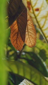 Captivating close-up of brown autumn leaves with sunlit highlights, capturing nature's serene beauty.