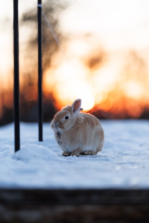 Adorable Bunny in Snowy Winter Sunset · Free Stock Photo