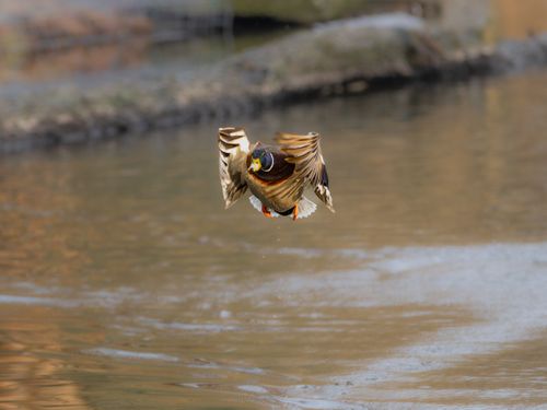 Free A stunning capture of a mallard duck in flight above a serene pond, showcasing winter wildlife. Stock Photo