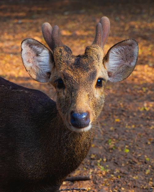 Free Close-up portrait of a juvenile muntjac deer in a sunlit forest setting. Stock Photo