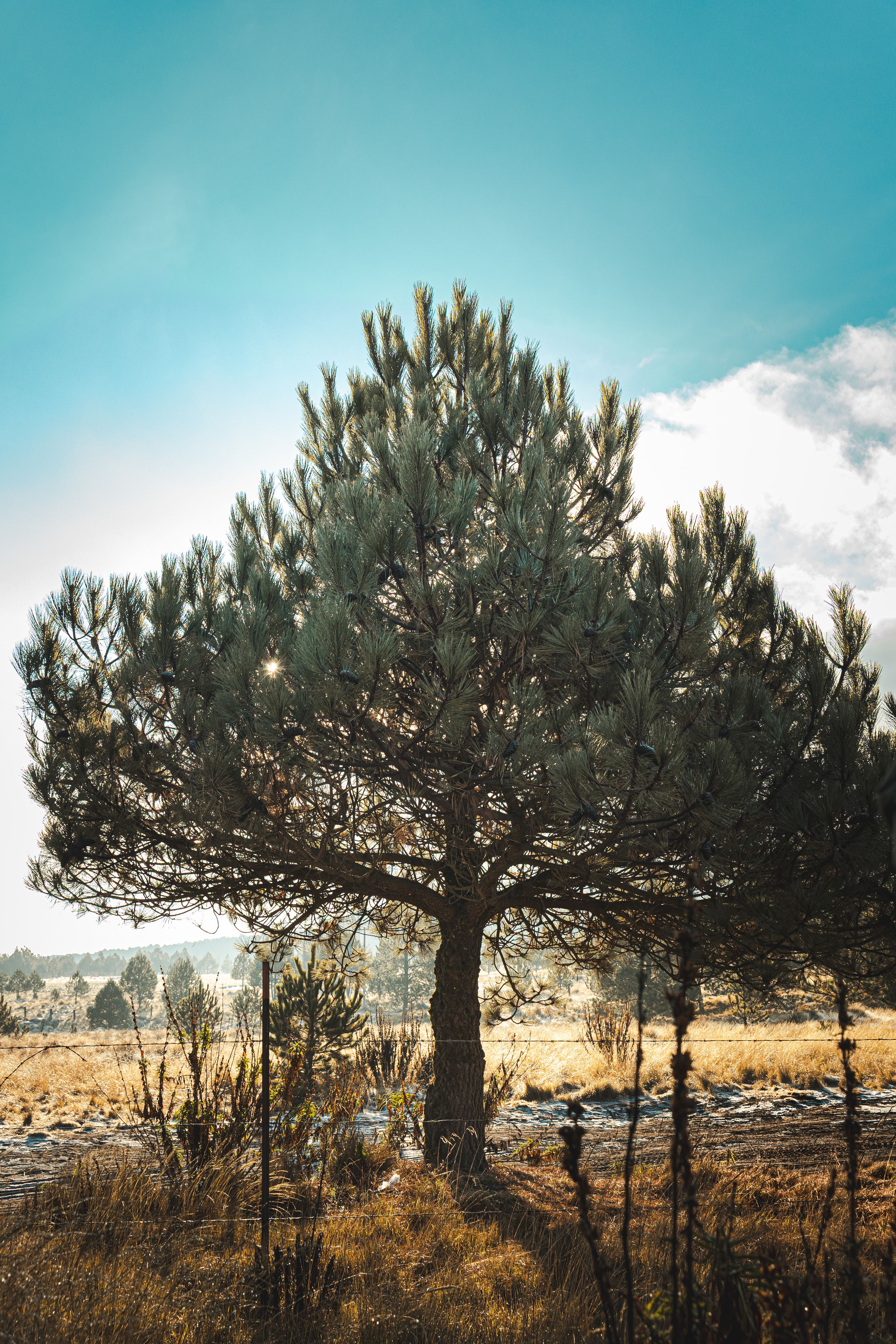 Fotomural Paisaje sereno con un pino solitario bajo un cielo azul brillante.