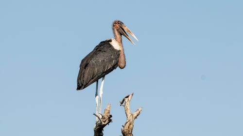 Free Close-up of a marabou stork perched on a branch against a clear blue sky, showcasing wildlife in its natural habitat. Stock Photo