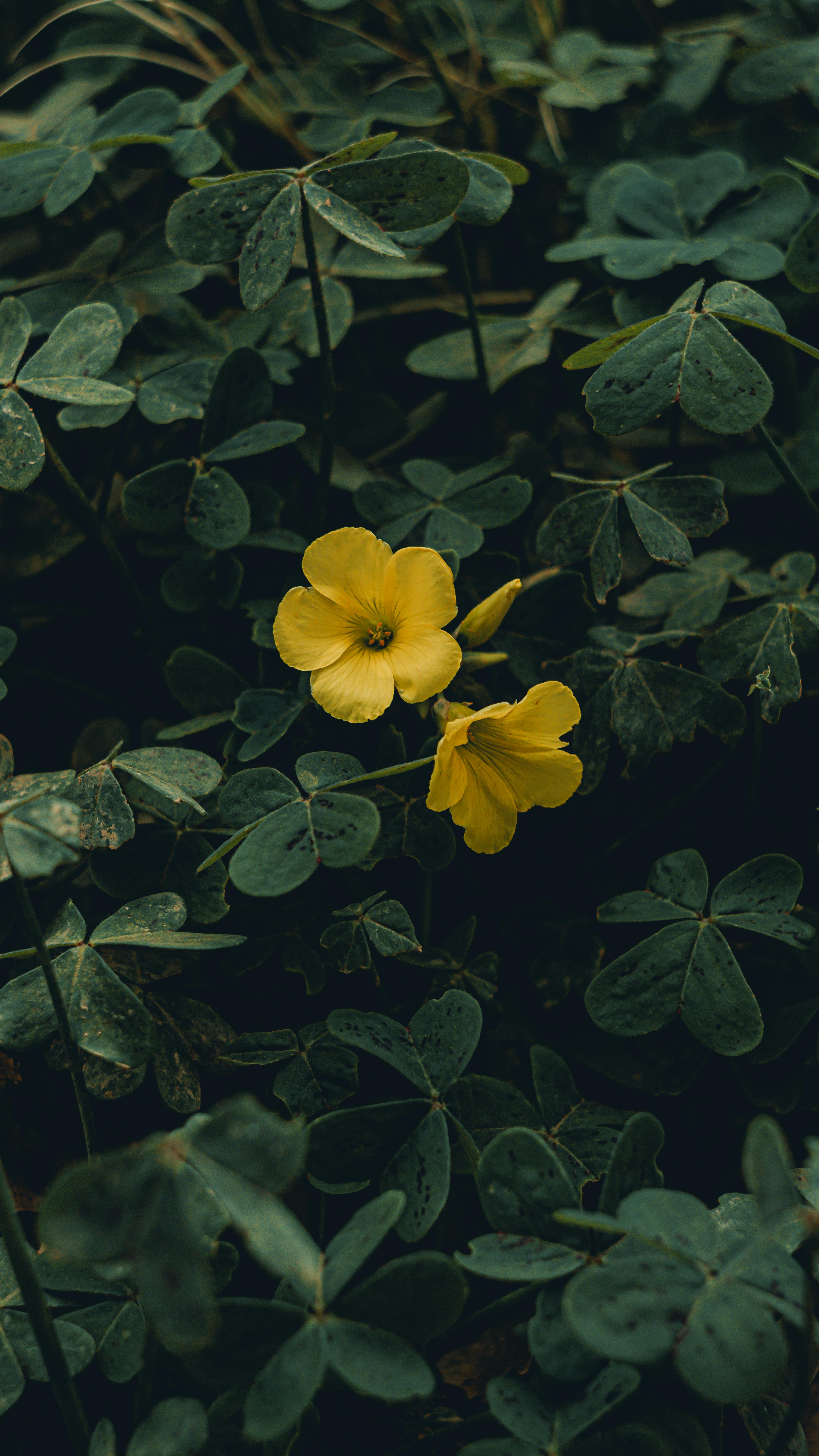 Безкоштовне макрос ✨🧡 стокове фото