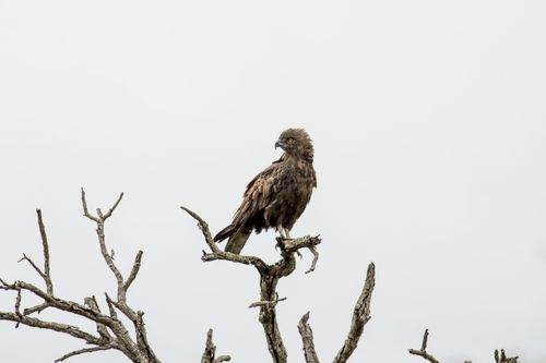 Free Brown eagle perched on a leafless branch, showcasing wildlife in natural habitat. Stock Photo
