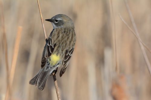 Free A detailed view of a Myrtle Warbler perched gracefully on a stem in spring. Stock Photo