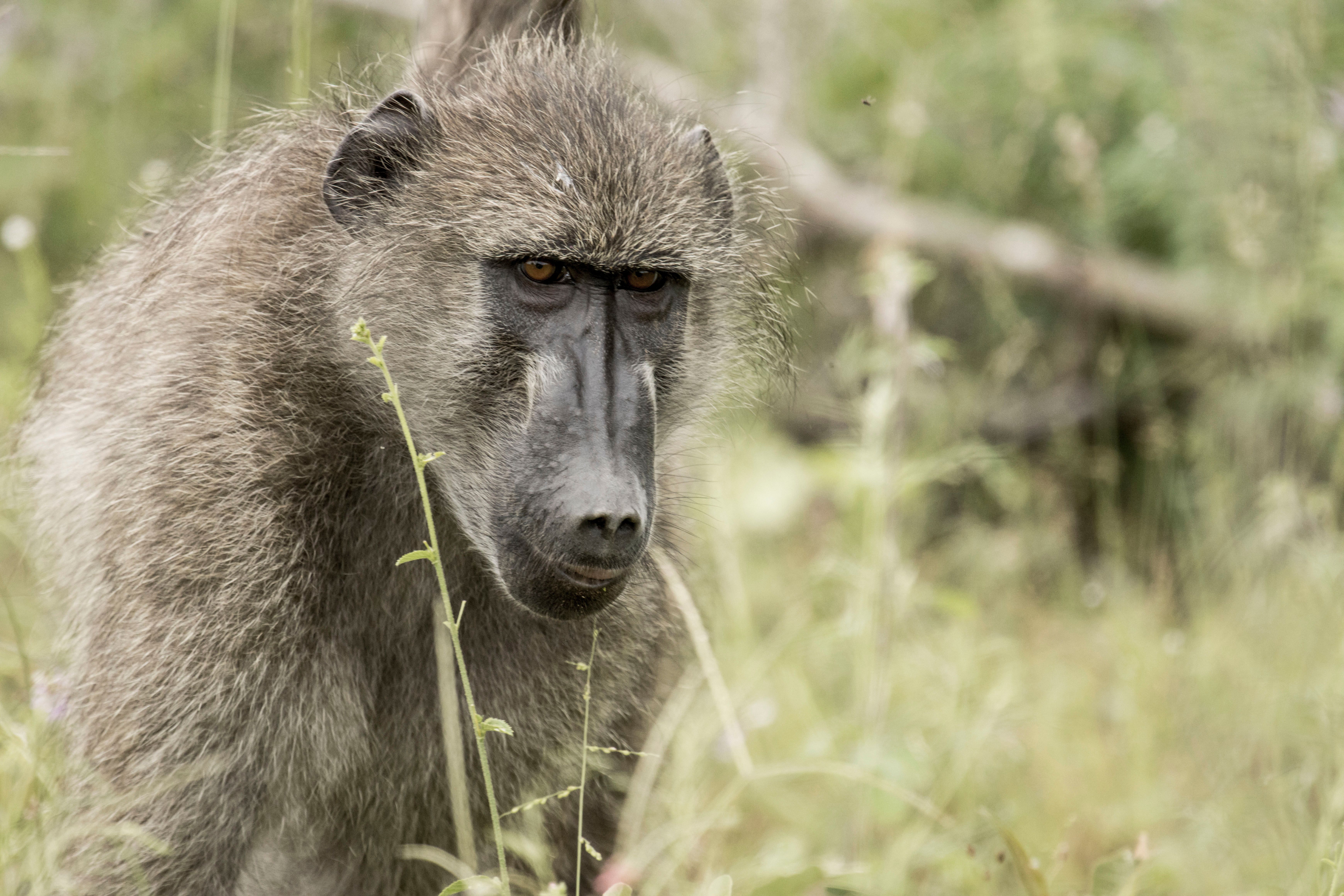 close-up-of-a-chacma-baboon-in-natural-habitat-free-stock-photo