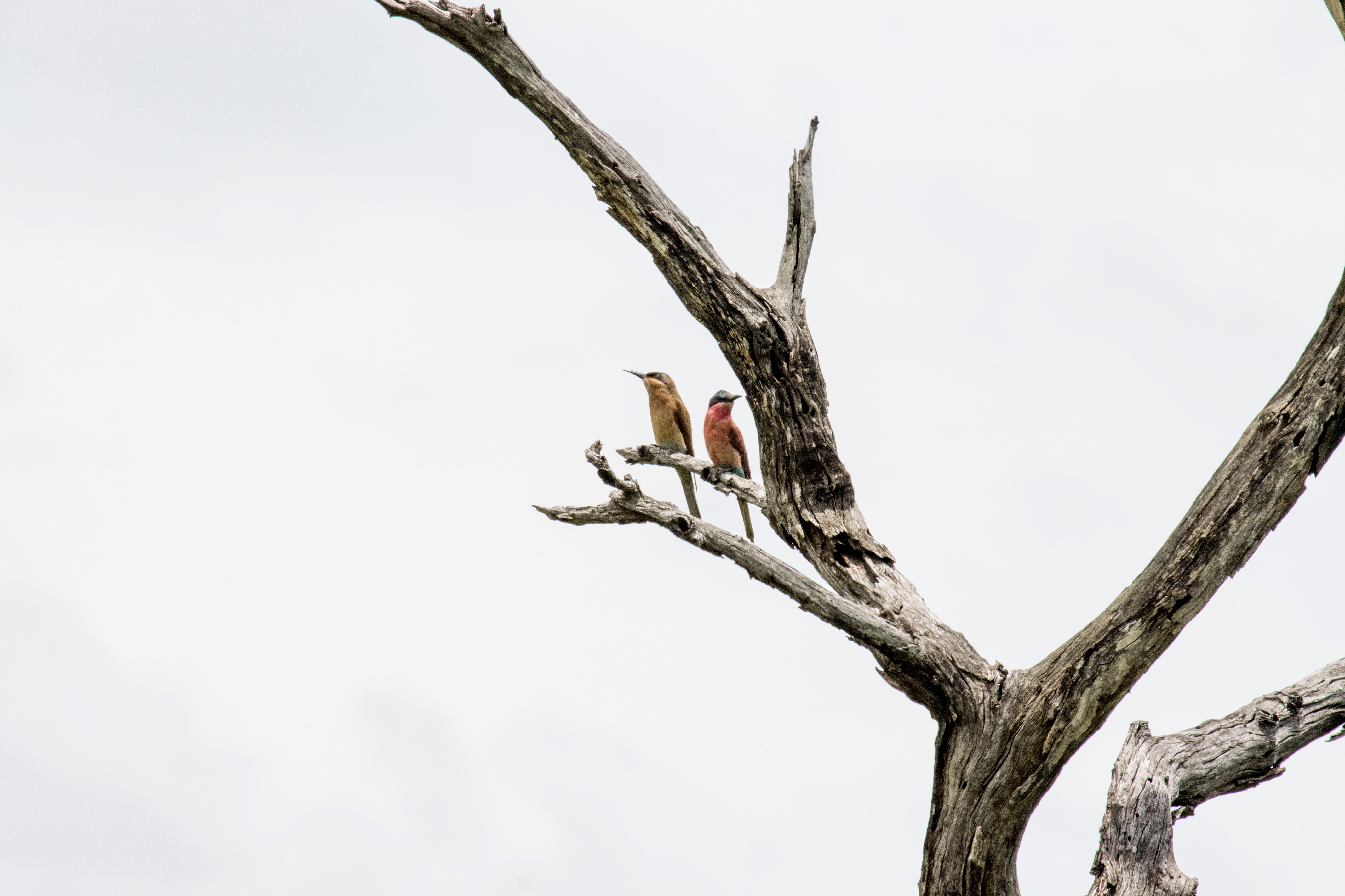 Birding Reimagined: How AI Smart Feeders Are Transforming Backyard Wildlife Watching (Top Picks for 2026!)