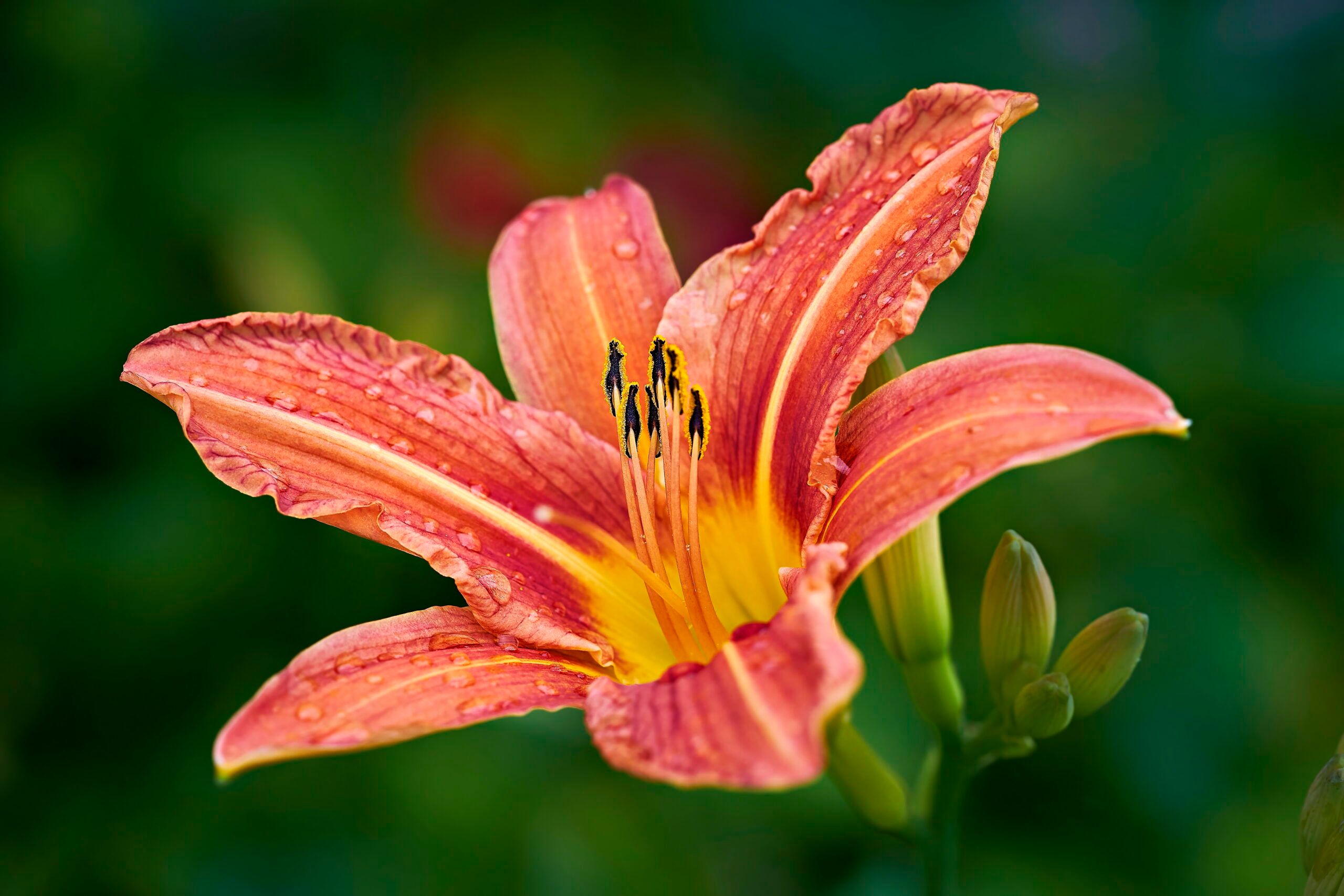 Detailed close-up of a blooming Tiger Lily covered in dew, capturing its vibrant colors and textures.