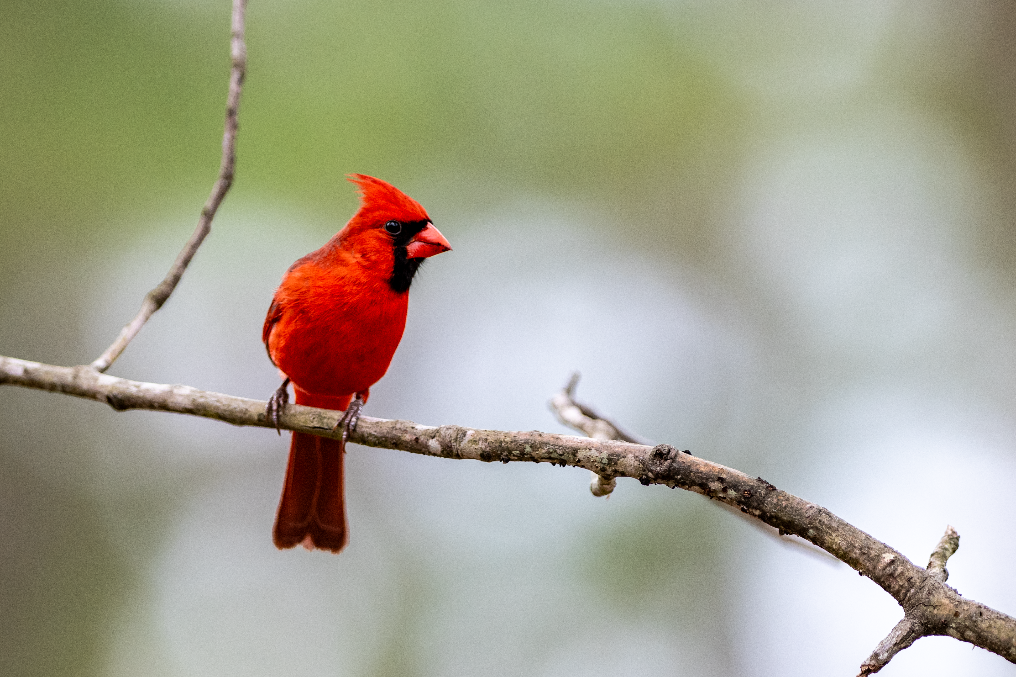 Bright red Northern Cardinal sitting on a branch with a blurred background.