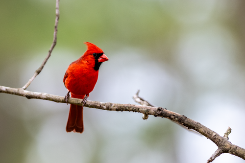 Free Bright red Northern Cardinal sitting on a branch with a blurred background. Stock Photo
