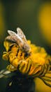 Close-up of Honeybee on Yellow Flower