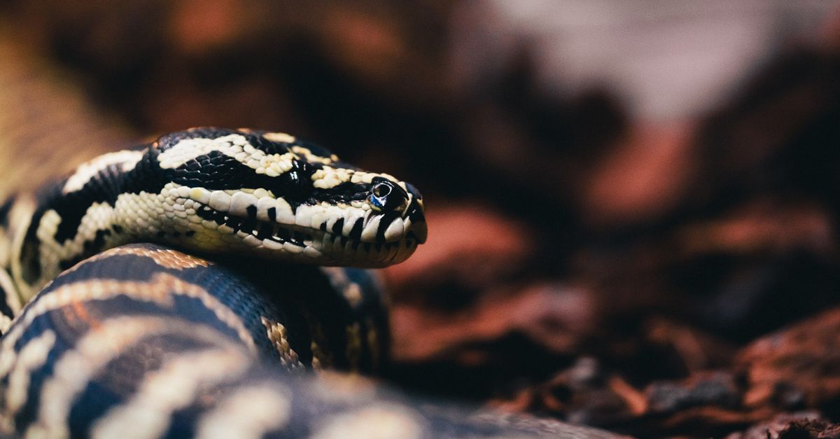 Python In Habitat Close-up of a Carpet Python in Natural Habitat · Free Stock Photo