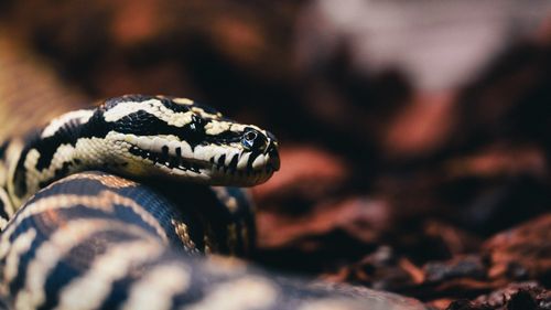 Defensive Carpet Python Close-up of a Jungle Carpet Python · Free Stock Photo