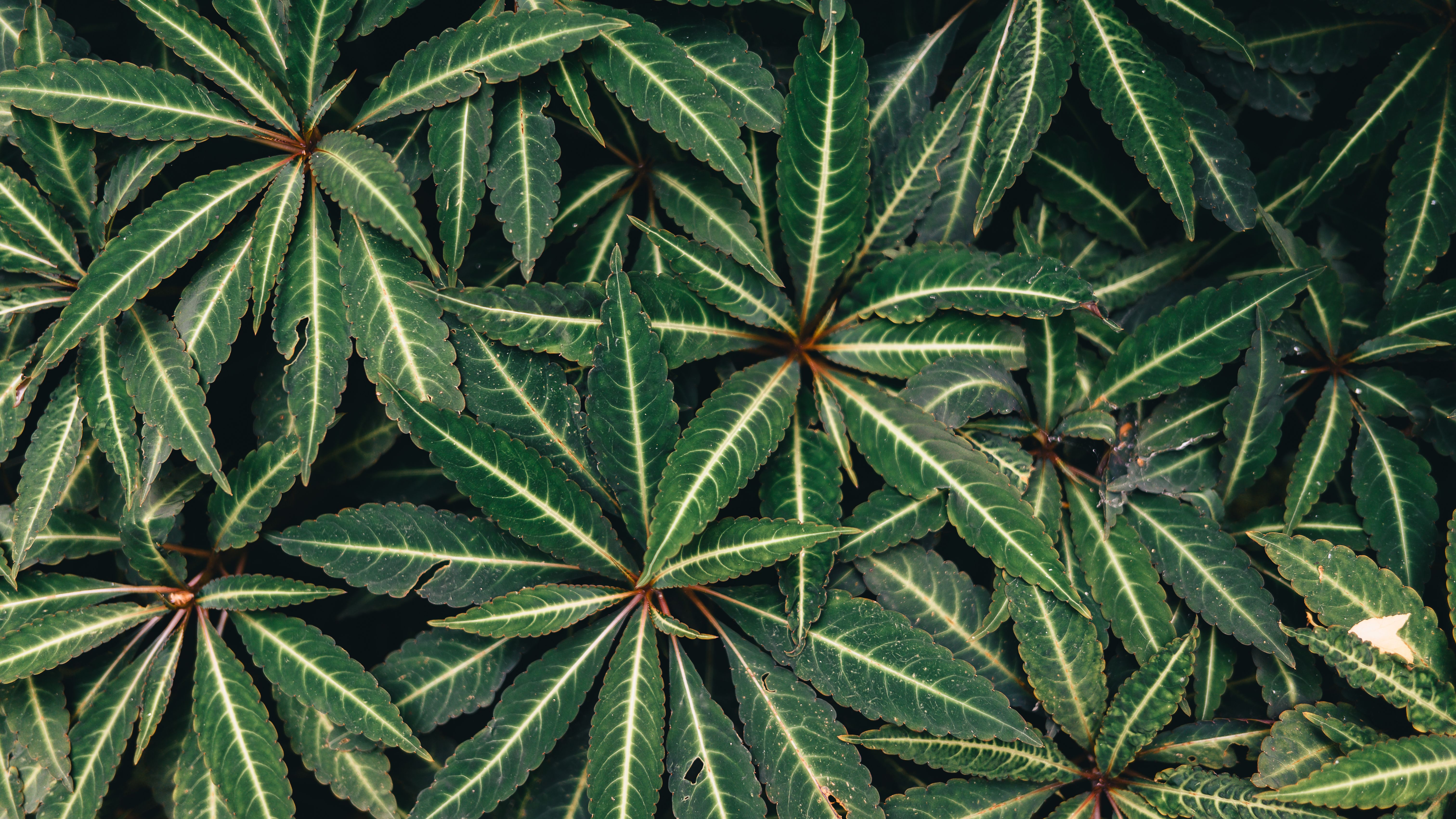 cannabis benefits — Photo by Diana ✨ on Pexels