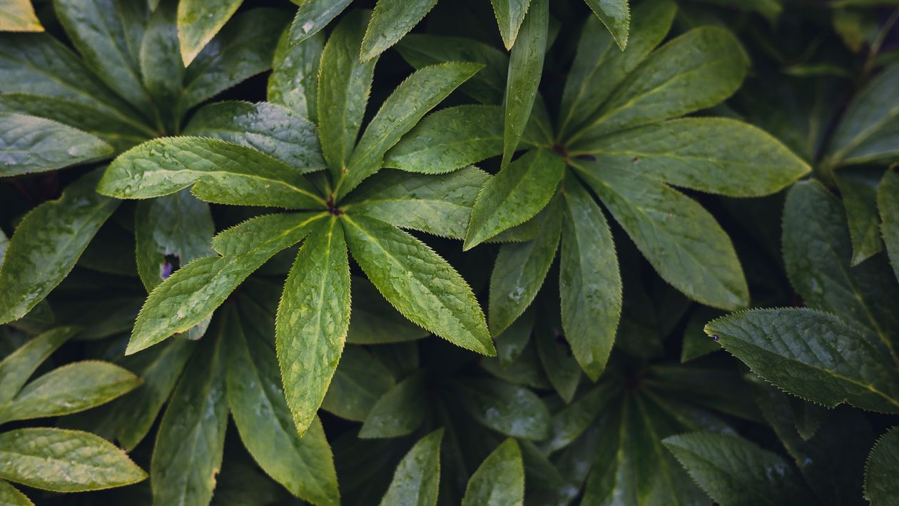 Leaf Setting Lush Green Leaves in Natural Setting · Free Stock Photo