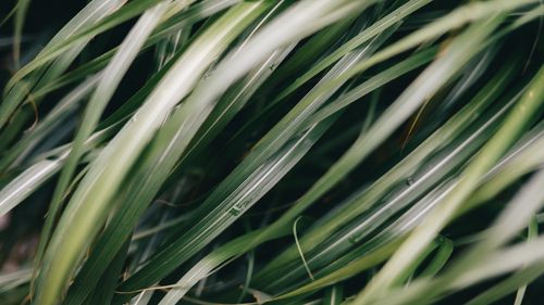 Free Detailed close-up of dewdrops on long green grass blades, providing a fresh and natural mood. Stock Photo