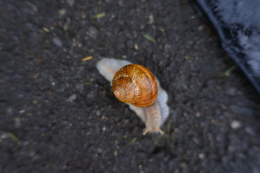 A garden snail crawls on a rough pavement surface, showcasing its spiral shell.
