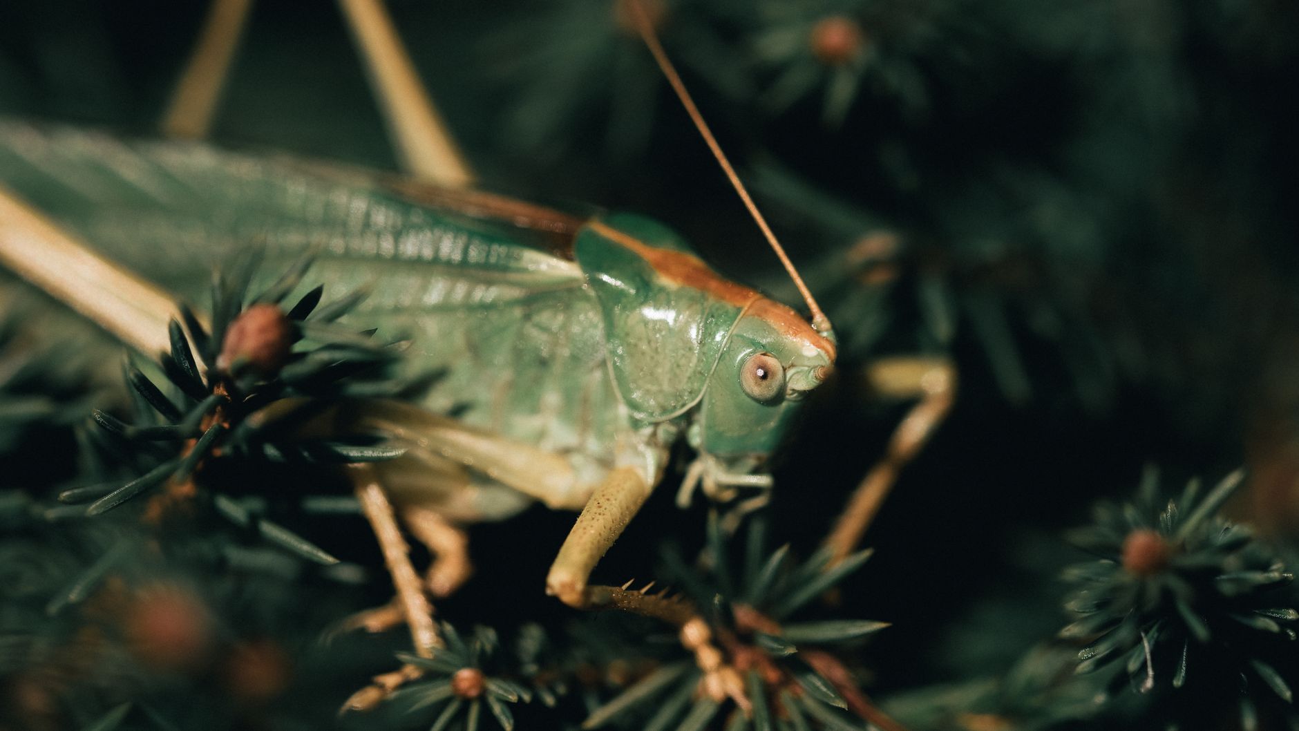 Detailed macro shot of a green grasshopper resting on dark green foliage capturing its intricate features.