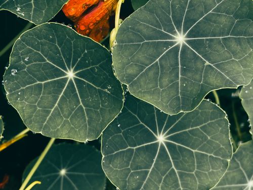 Free Detailed image of green nasturtium leaves with raindrops and bright orange flowers. Stock Photo