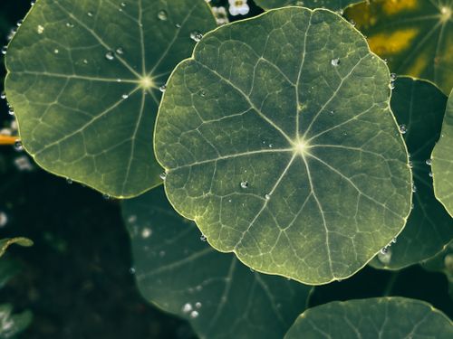 Free Detailed view of nasturtium leaves with dew droplets, showcasing natural patterns. Stock Photo