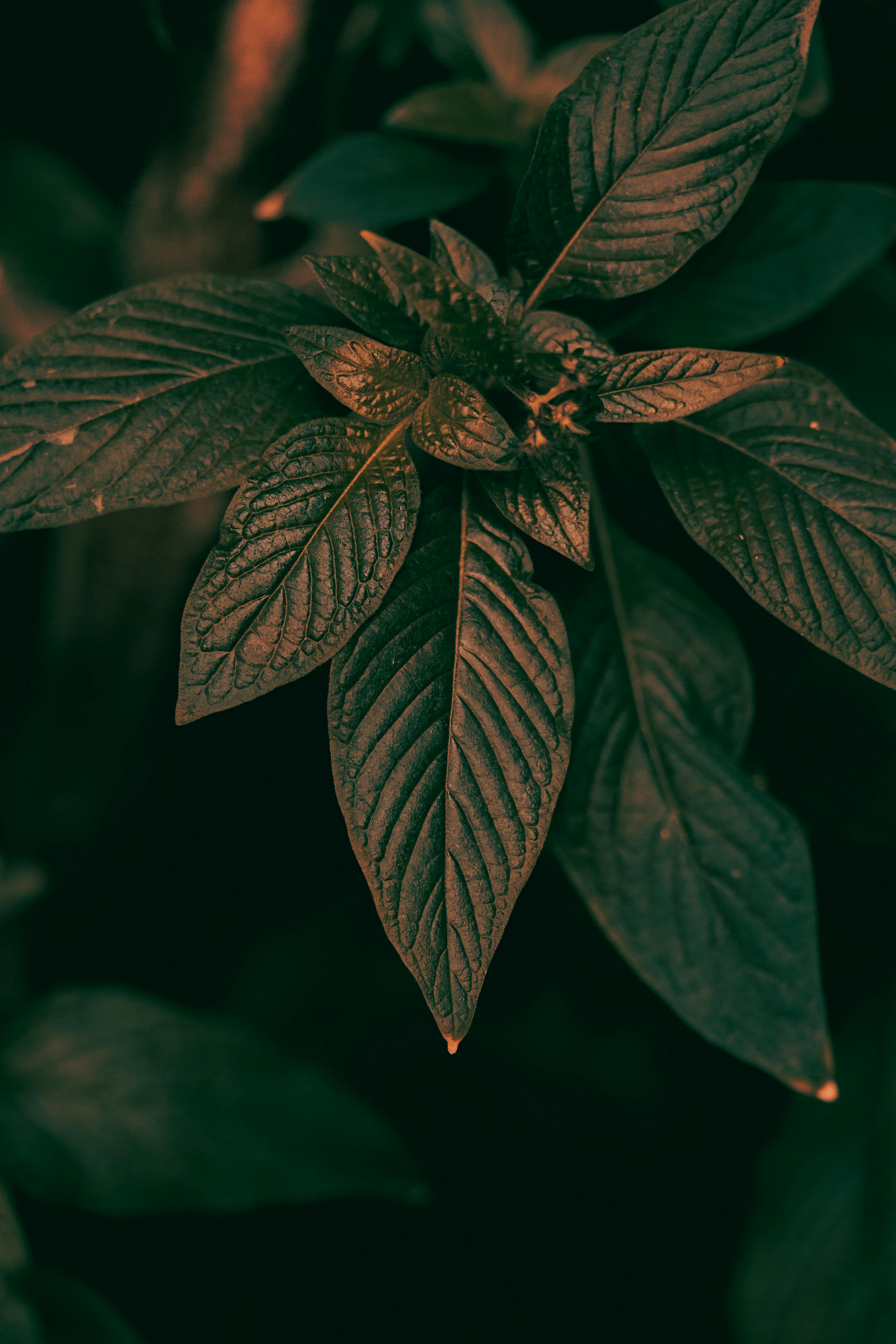grátis Close-up de folhas verdejantes com um tom escuro e melancólico, perfeito para temas relacionados à natureza. Foto profissional