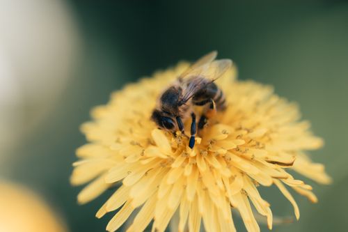 Free A detailed image of a honeybee on a vibrant yellow dandelion, showcasing pollination. Stock Photo