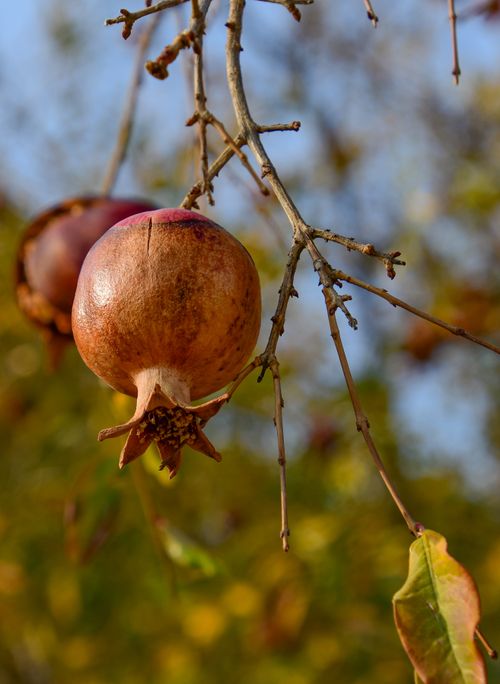 Free Close-up of a ripe pomegranate hanging from a branch in Siirt, Türkiye. Stock Photo