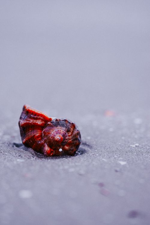 Free Close-up of a colorful seashell resting on a serene beach sandscape. Stock Photo