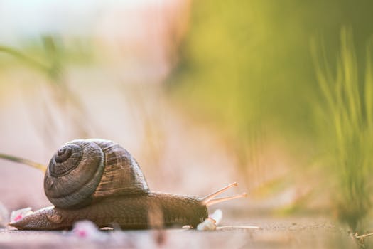 Serene image of a snail crawling on the ground with a blurred natural background.
