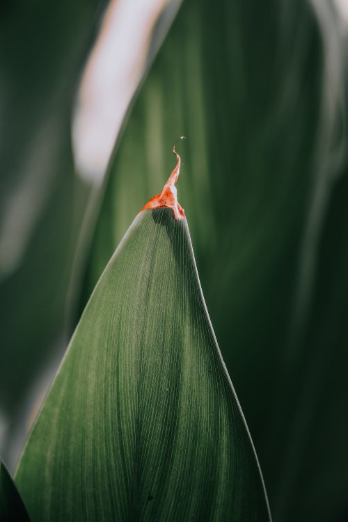 Free Detailed macro shot of a green leaf with distinctive red tip, showcasing nature's beauty. Stock Photo